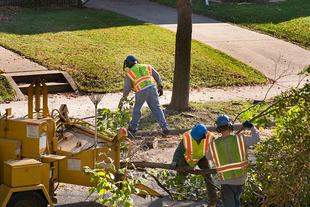 Tree Service Company in Kissimmee, FL